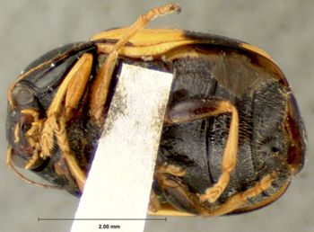 Media type: image; Entomology 9293   Aspect: habitus ventral view